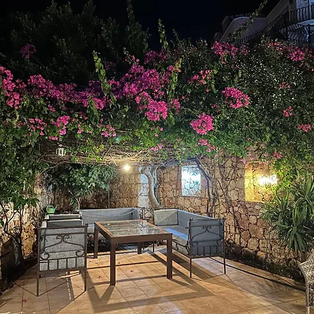 فيلة Zeyno *